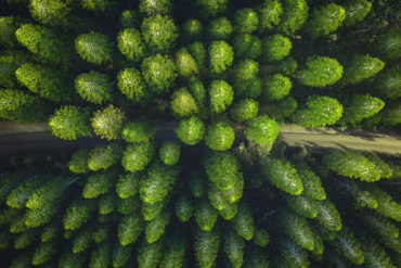 Bosque de árboles verdes vistos desde arriba. Poppyns Magazine