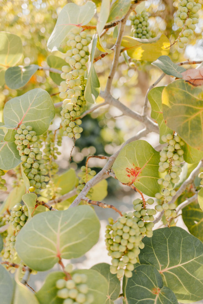 verdades de la fruta y cómo consumirla con uvas Poppyns Magazine