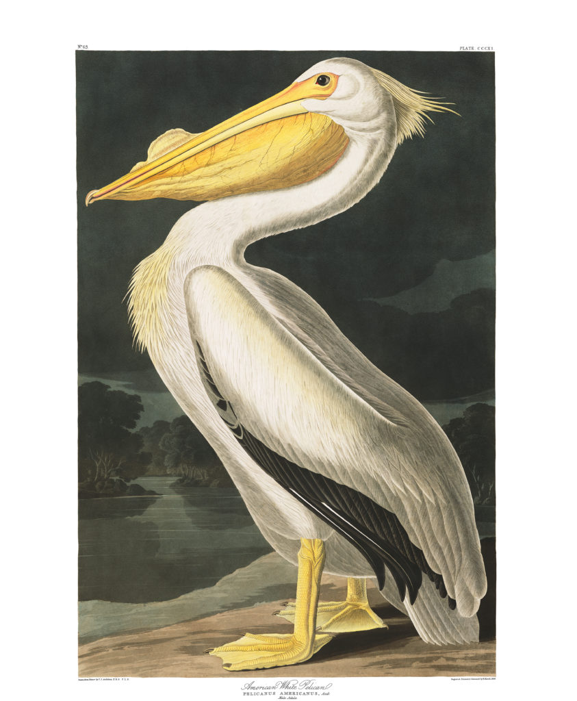 Pelicano amarillo y blanco sobre fondo verdoso