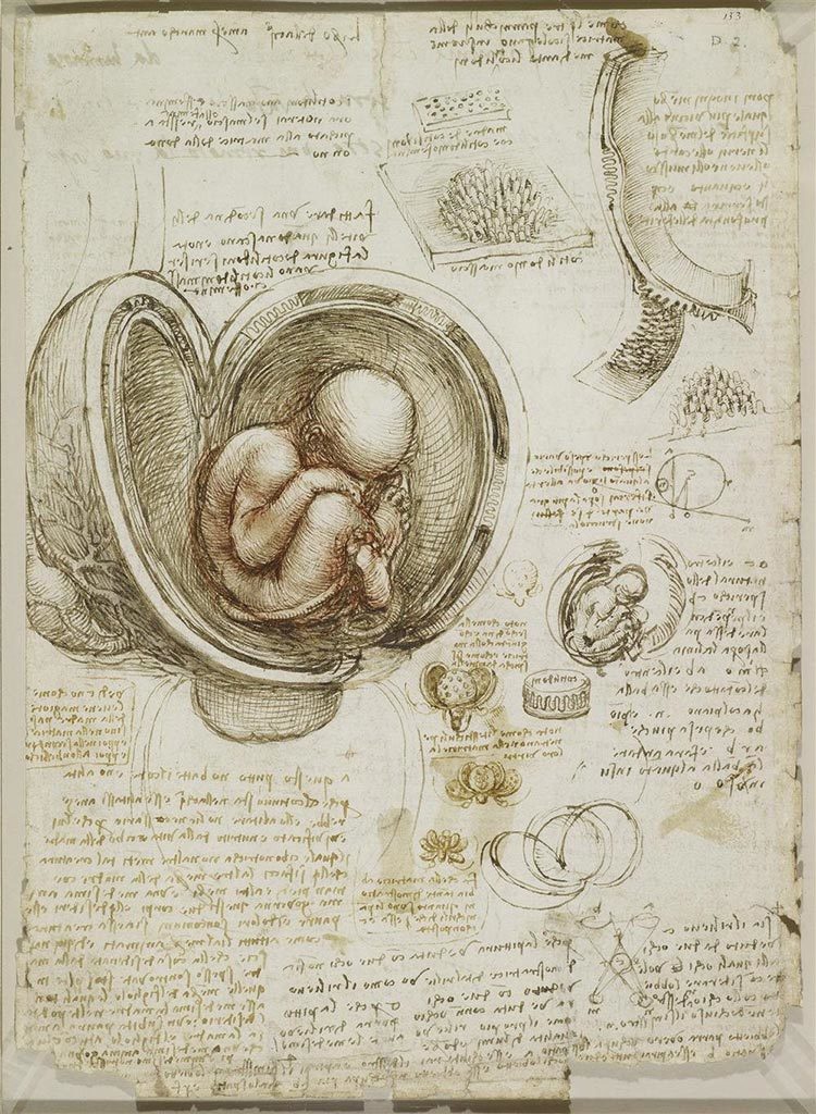 Dibujos de estudio de feto y aparato reproductivo femenino hechos por Leonardo da Vinci
