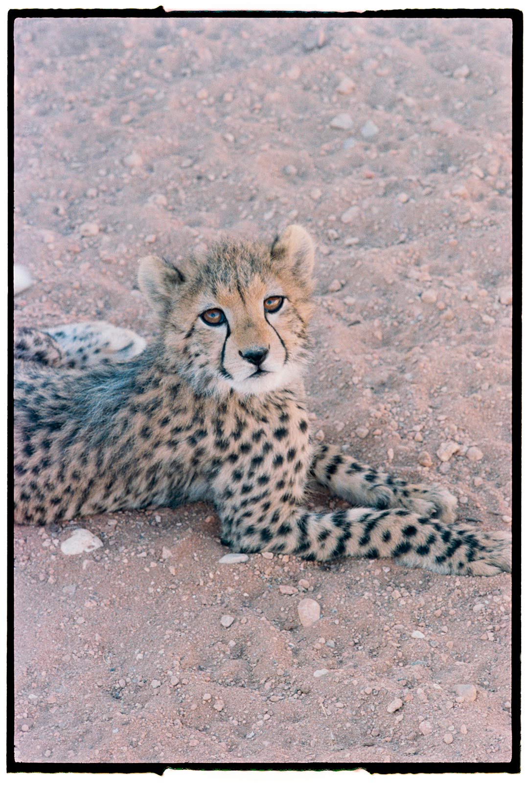 Fotografía de guepardo junior tumbado mirando a cámara.