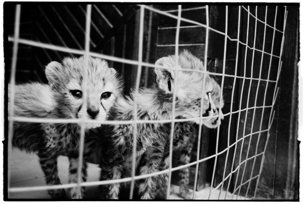 Fotografía en blanco y negro de guepardos cachorros desnutrido en jaula.