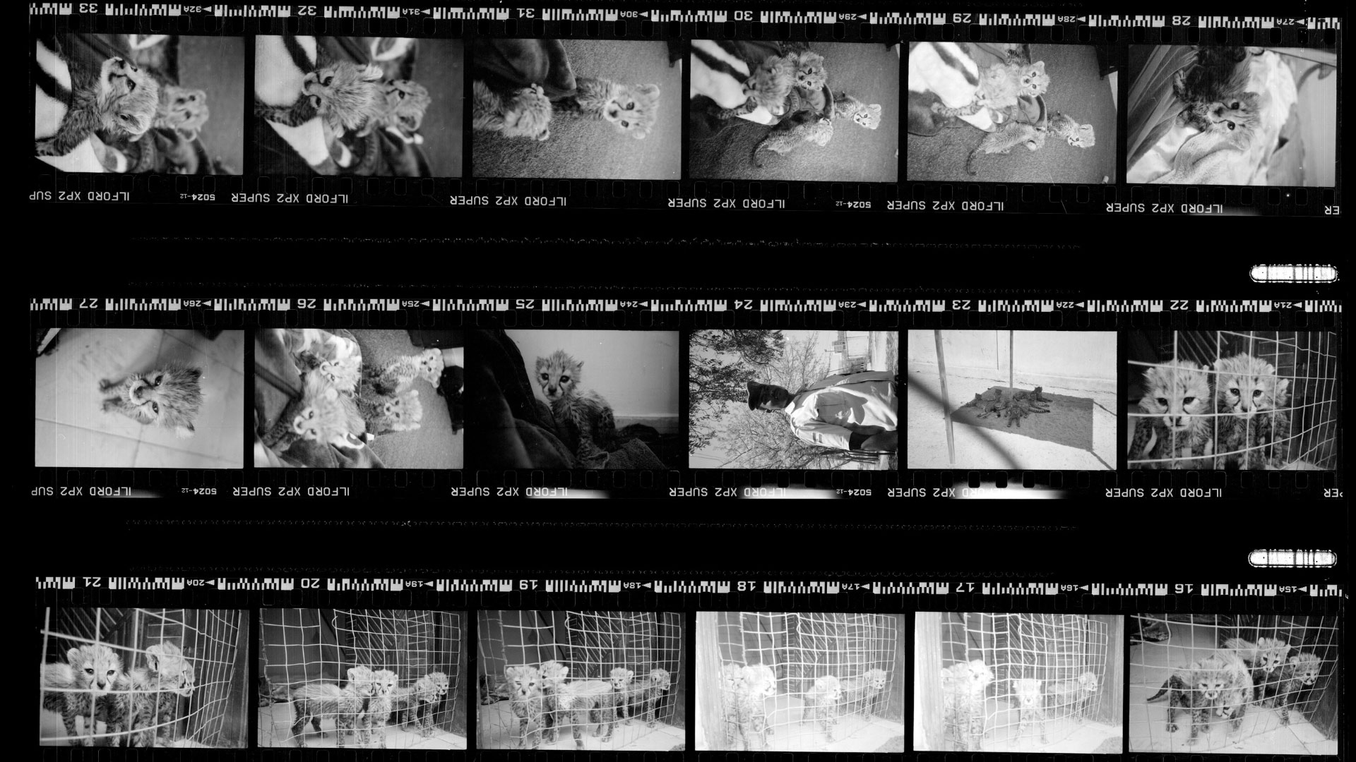 Negativo de película fotográfica blanco y negro con fotografías de guepardos cachorro.